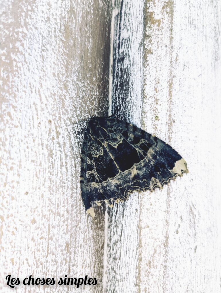 InCollage_20250827_075114965